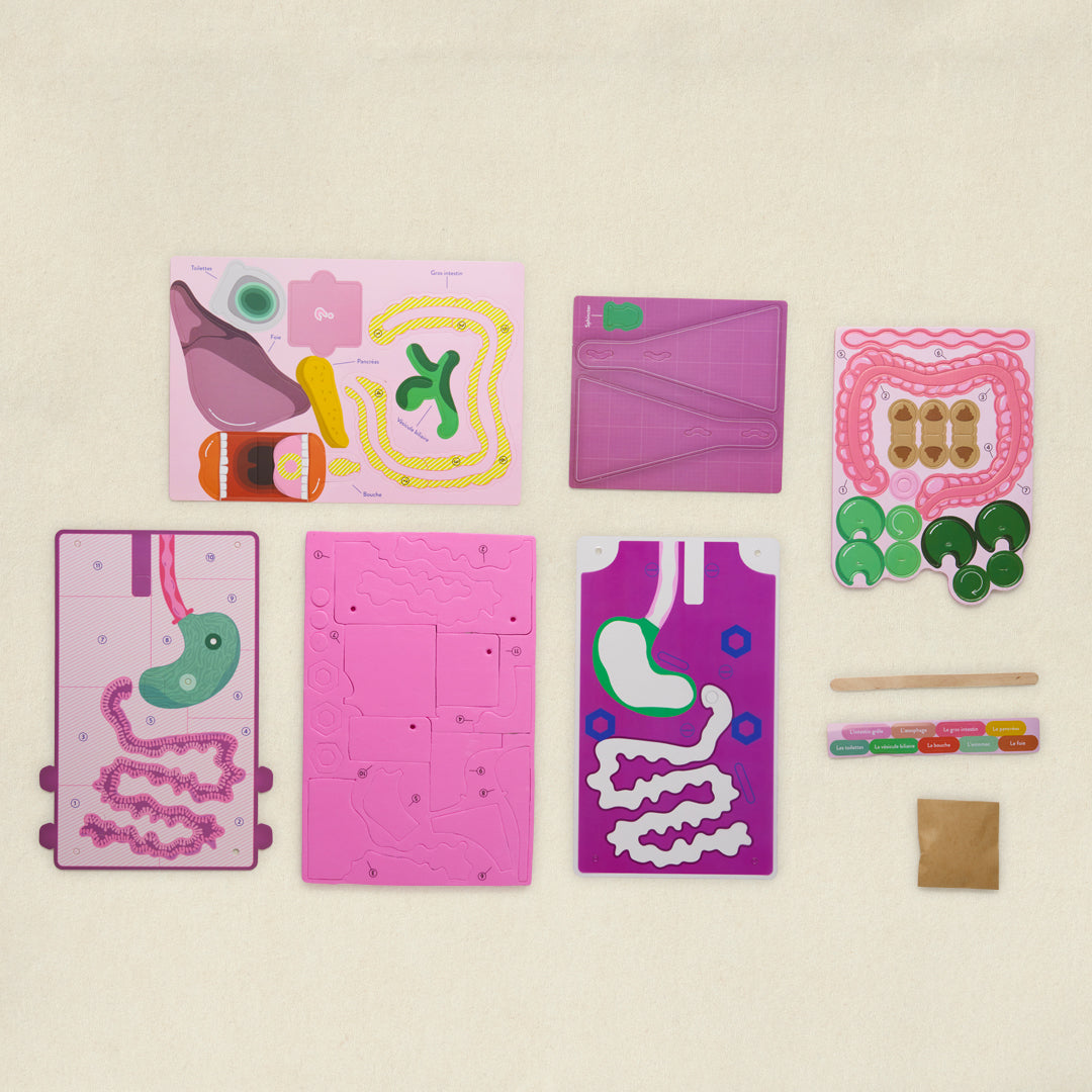 Le système digestif - L'aventure digestion